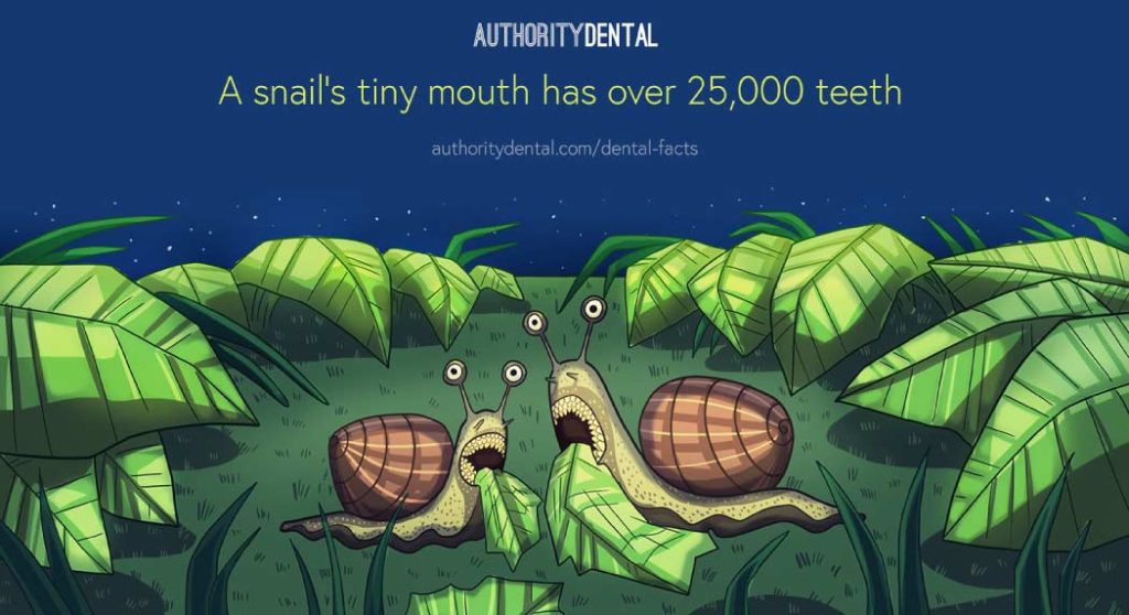 Cartoon stating that snails have over 25,000 teeth.